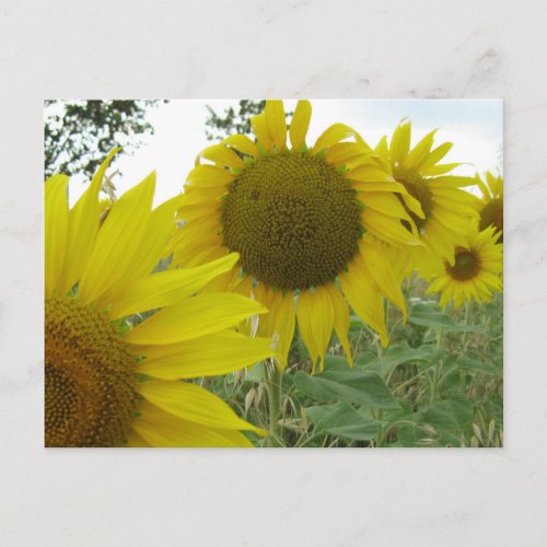 Sunflowers Photo  Postcard