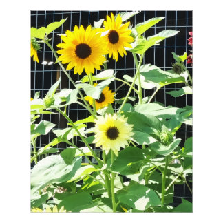 Sunflowers Photo Print
