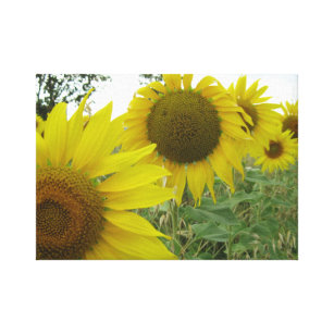 Sunflowers Photo Single Canvas Print