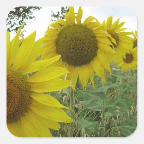 Sunflowers Photo Square Stickers Glossy Square Sticker