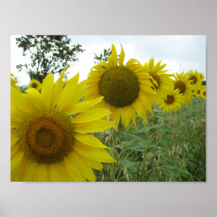 Sunflowers Photo Value Poster Paper (Matte)