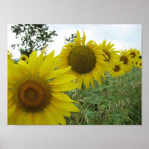 Sunflowers Photo Value Poster Paper Matte