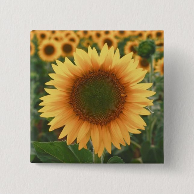 Sunflowers Pinback Button (Front)