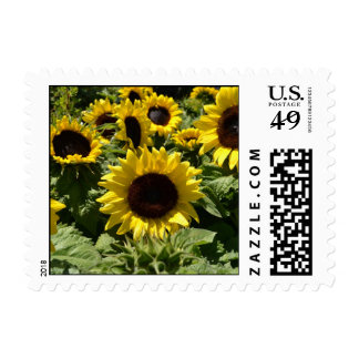 Sunflower Stamps, Custom Sunflower Postage