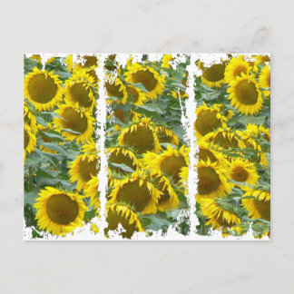 Sunflowers! Postcard
