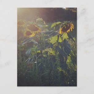 Sunflowers Postcard