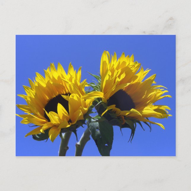 Sunflowers Postcard (Front)