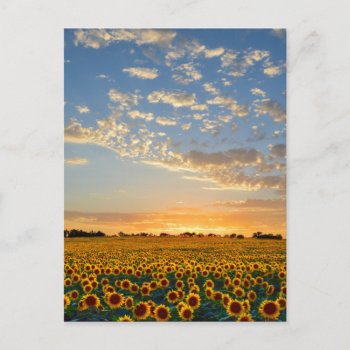 Sunflowers Postcard by catherinesherman at Zazzle