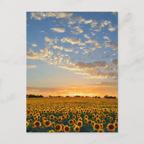Sunflowers Postcard