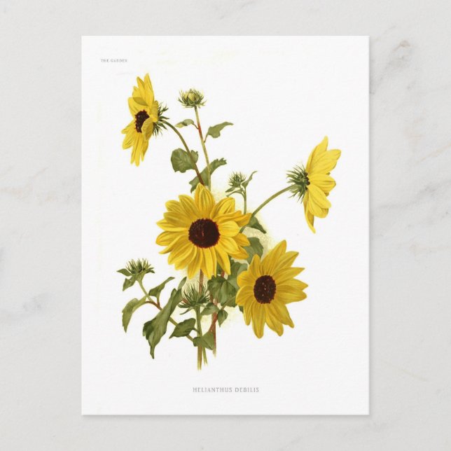 Sunflowers Postcard (Front)