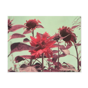 Sunflowers Postcard