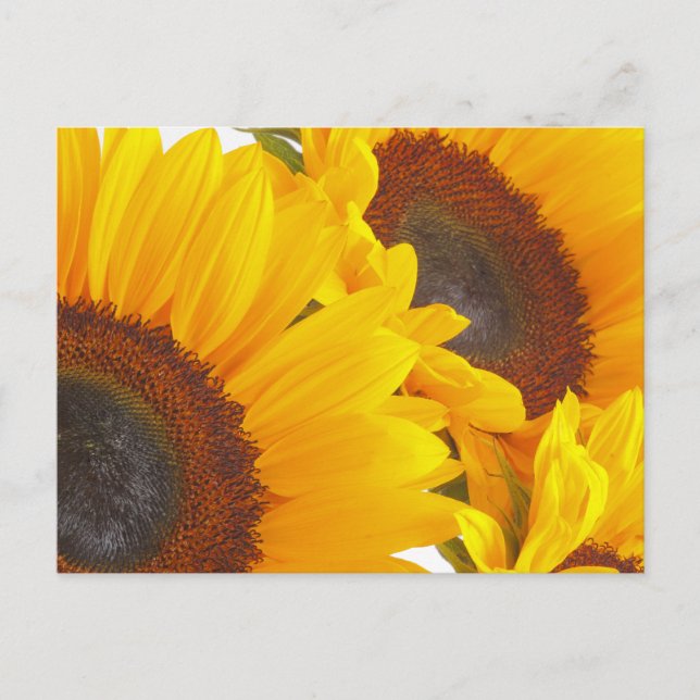 Sunflowers Postcard (Front)