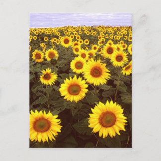 Sunflowers Postcard