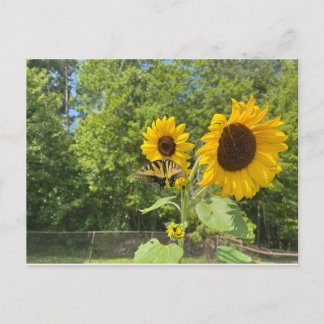 Sunflowers Postcard