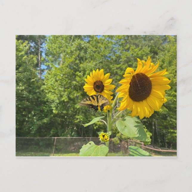 Sunflowers Postcard (Front)
