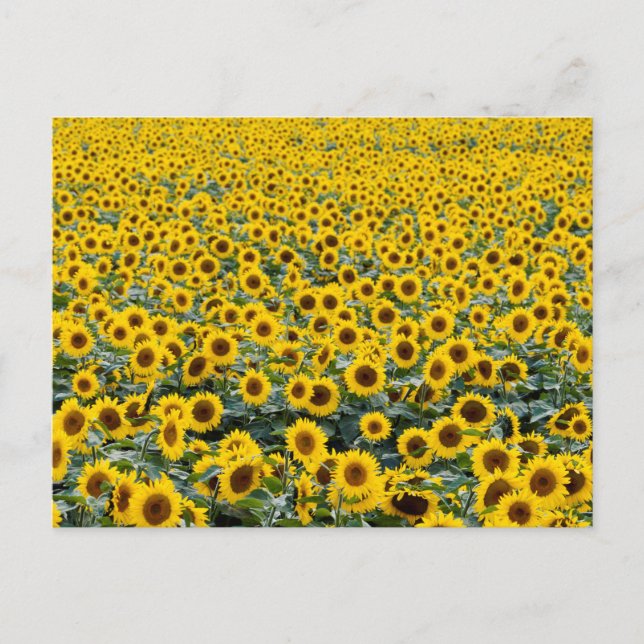 SUNFLOWERS POSTCARD (Front)