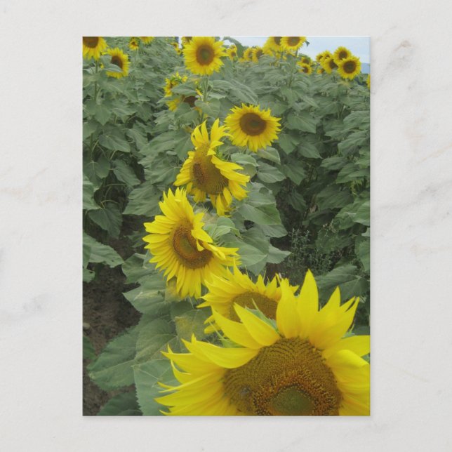 Sunflowers Postcard (Front)