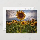 Sunflowers Postcard (Front/Back)