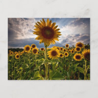 Sunflowers