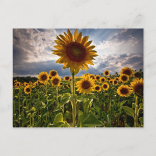 Sunflowers Postcard