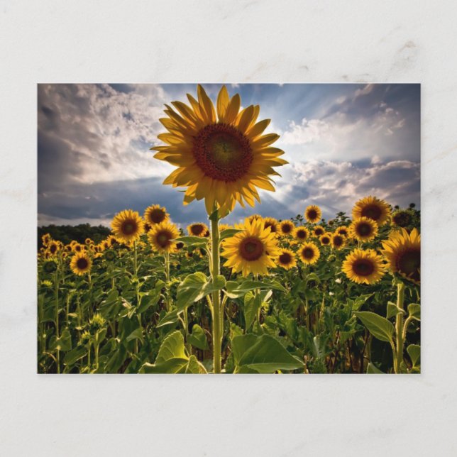Sunflowers Postcard (Front)