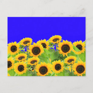 Sunflowers Postcards Ukraine Flag Colors Support
