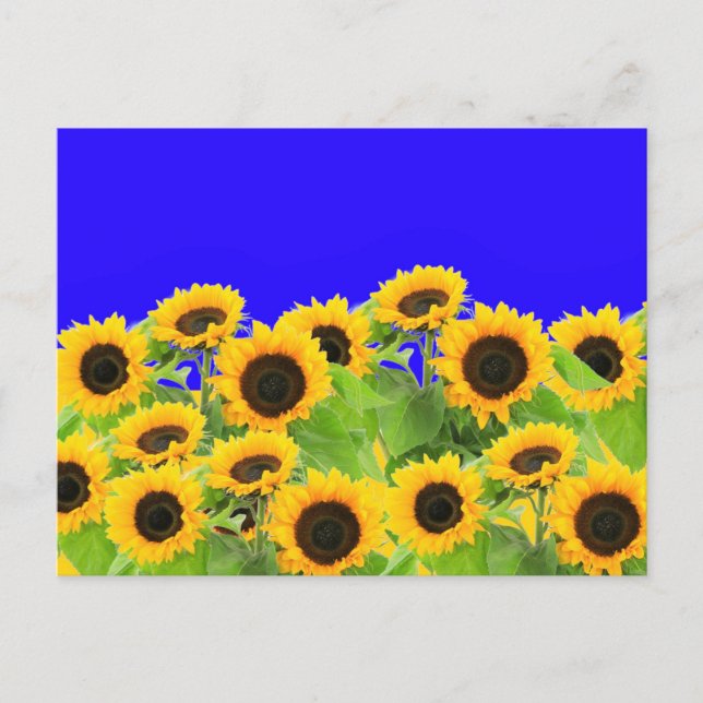 Sunflowers Postcards Ukraine Flag Colors Support (Front)