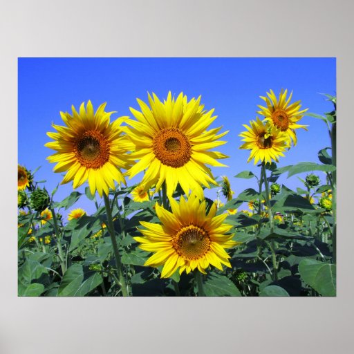 Sunflowers Print