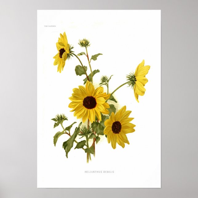 Sunflowers Poster (Front)