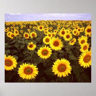 Sunflowers Poster