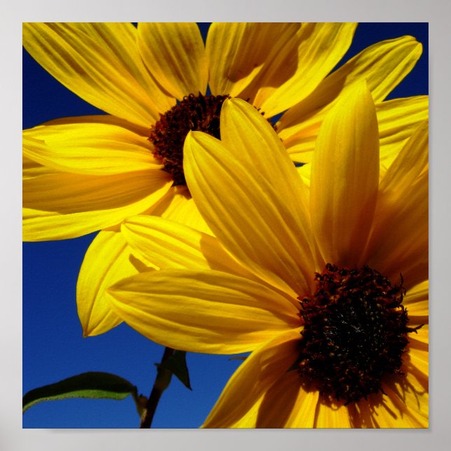 Sunflowers Poster (Front)