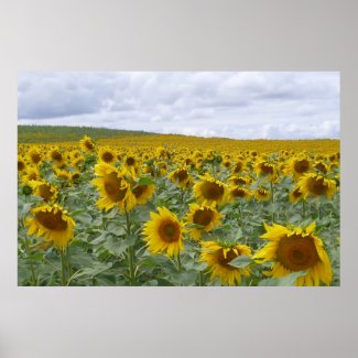 Sunflowers Poster to exhibit nature colors at home