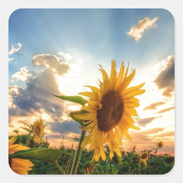 Sunflowers Square Sticker Zazzle