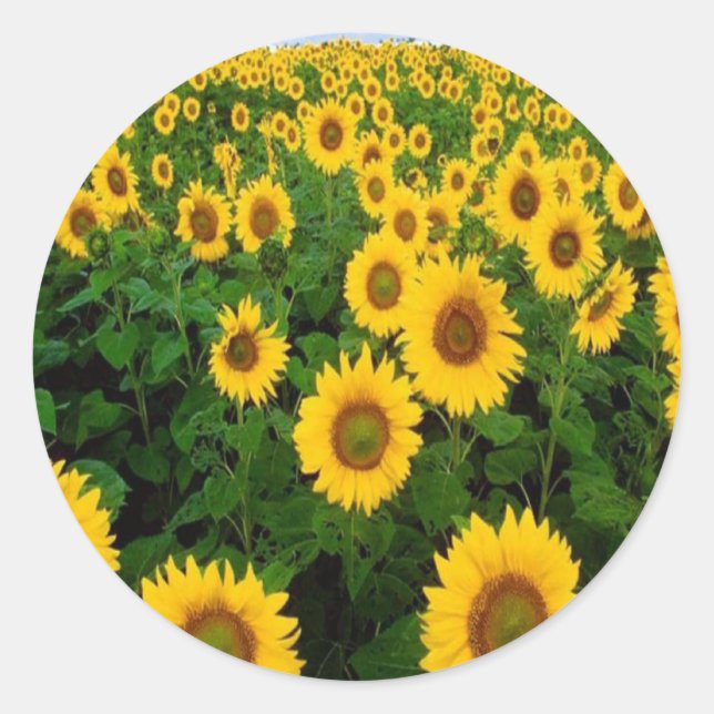 Sunflowers Stickers (Front)