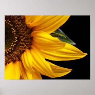 Sunflowers - Sunflower Customized Template Blank Poster