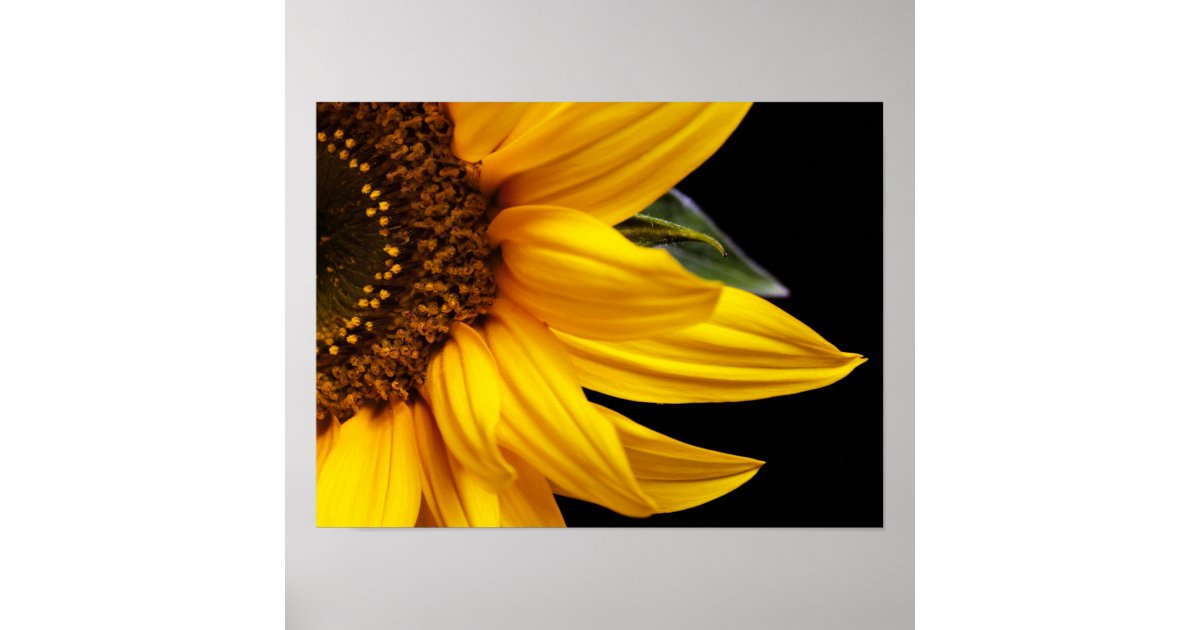Featured image of post Sunflower Template To Print / On this page you will find all the 9 paper flower templates i have shared so far.