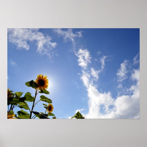 Sunflowers  Sunshine Poster