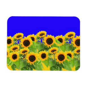 Sunflowers - Ukrainian Flag Peace Freedom Ukraine  Magnet