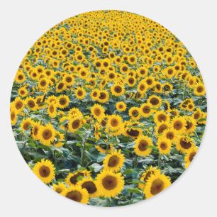 Sunflowers, Wisconsin field Classic Round Sticker