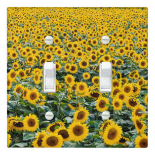 Sunflowers, Wisconsin field Light Switch Cover