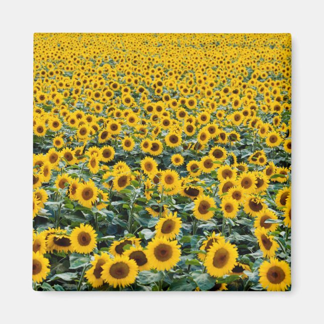 Sunflowers, Wisconsin field Magnet (Front)