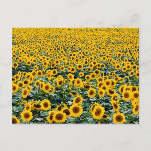 Sunflowers Wisconsin field Postcard