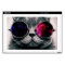 sunglasses cat