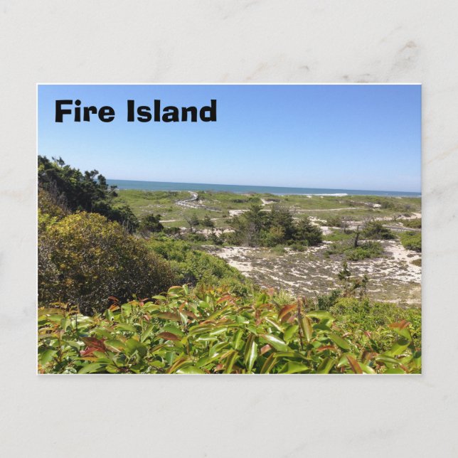 Sunken Forrest, Fire Island, NY Postcard (Front)