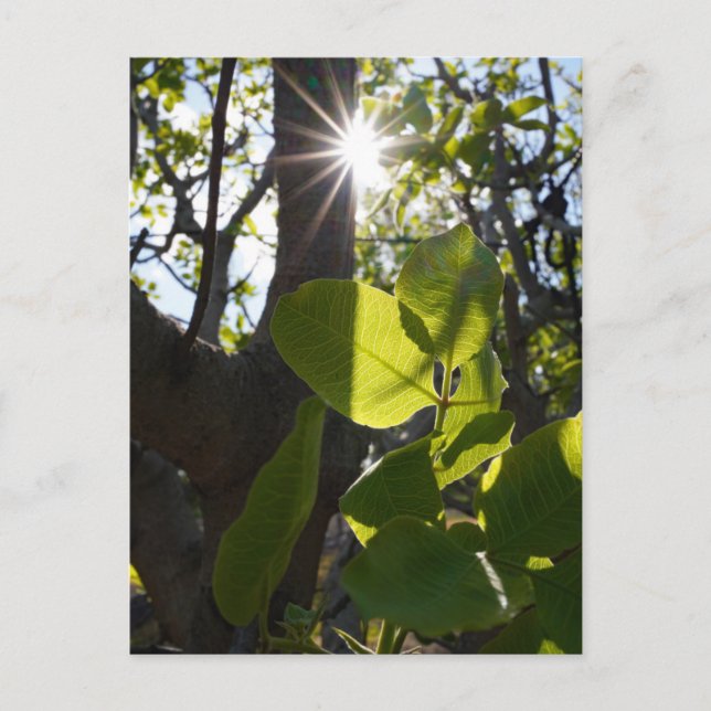 Sunlight and pistachios postcard (Front)
