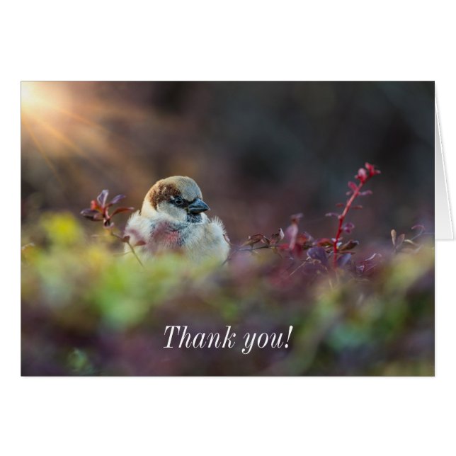 Sunlight Bathing Finch Thank You Card (Front Horizontal)