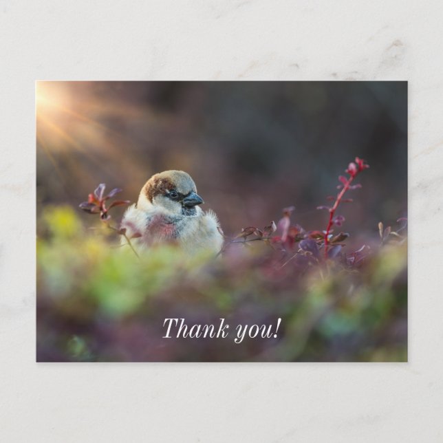 Sunlight Bathing Finch Thank You Postcard (Front)