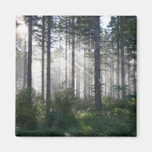 Sunlight Breaking Through a Misty Forest Magnet