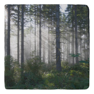 Sunlight Breaking Through a Misty Forest Trivet
