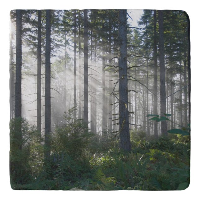 Sunlight Breaking Through a Misty Forest Trivet (Front)